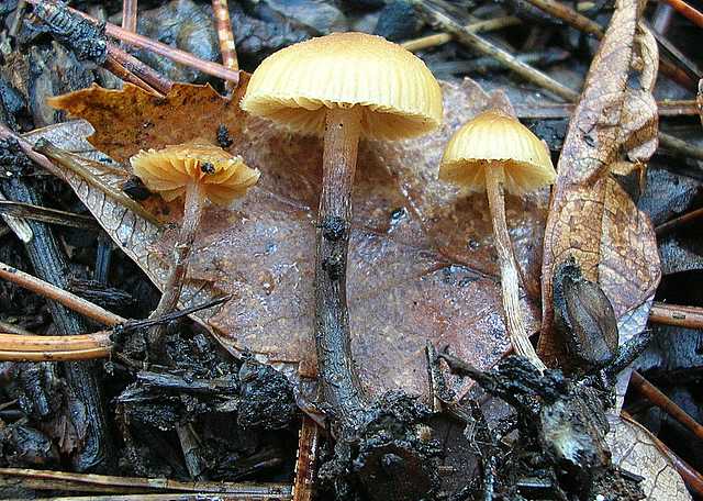 Galerina spec. Cod.: DSCN 2611